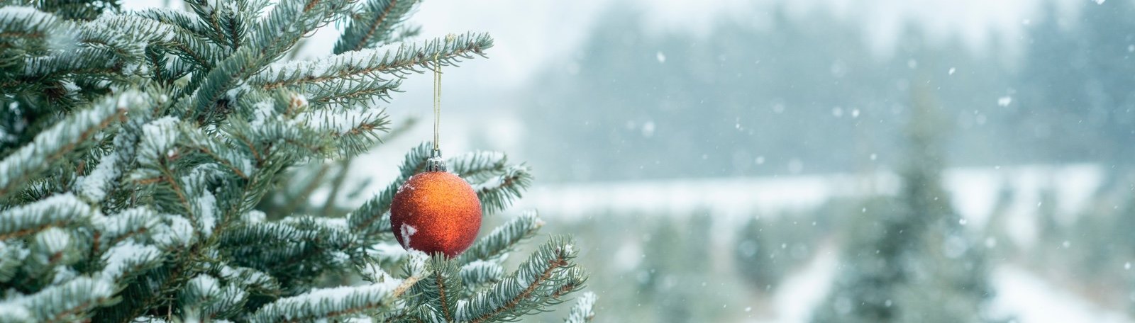 Top 4 Christmas tree suppliers in Surrey